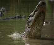 miami everglades tour